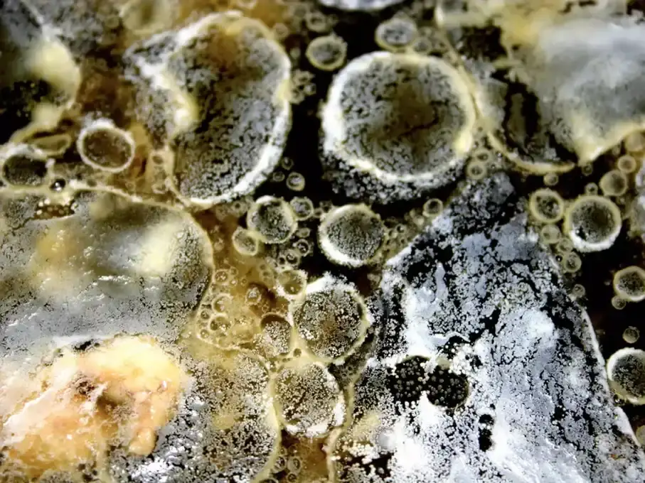 A microscopic view of mould and mould mites.